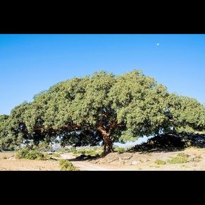 Meet your Posher, Yonas